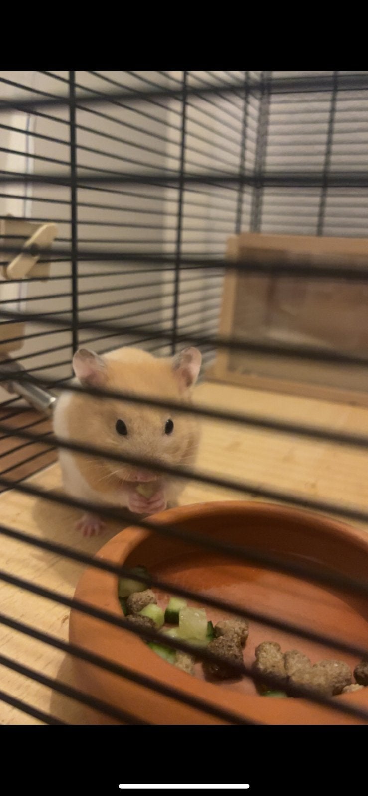 Hamster+kooi, Dieren en Toebehoren, Knaagdieren en Konijnen | Hokken en Kooien, Minder dan 60 cm, Kooi, Minder dan 75 cm, Ophalen of Verzenden