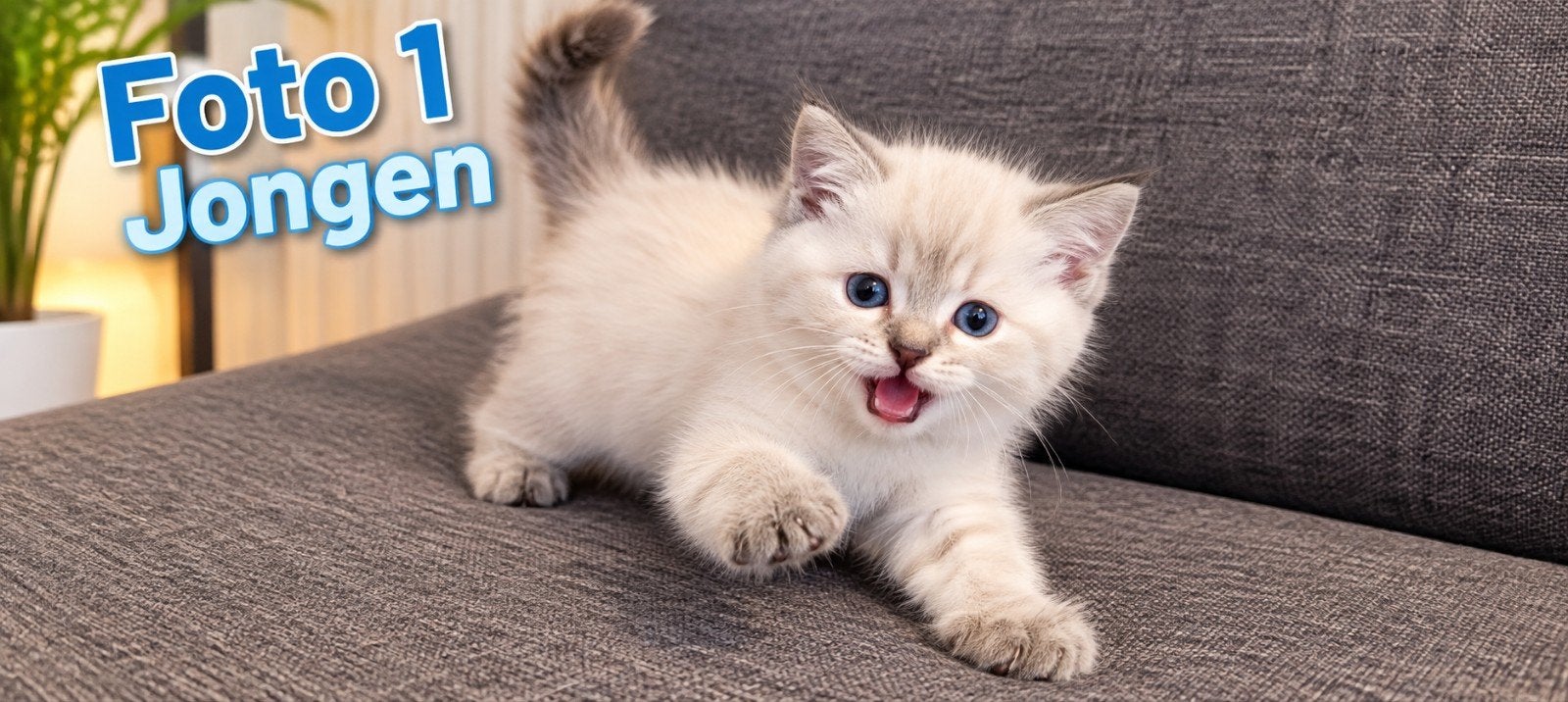 Britse korthaar kittens, Dieren en Toebehoren, Meerdere dieren, Ontwormd