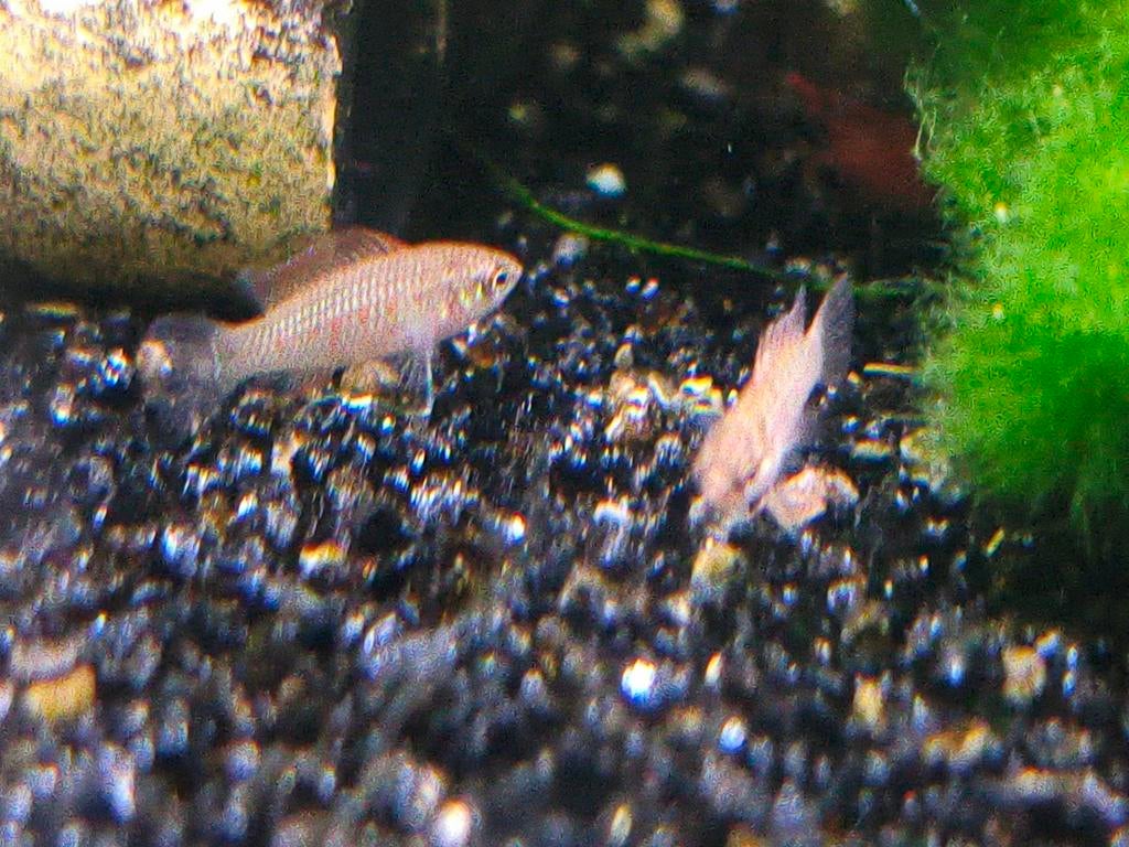 Bengaal vuurtje, Dieren en Toebehoren, Vissen | Aquariumvissen, Vis