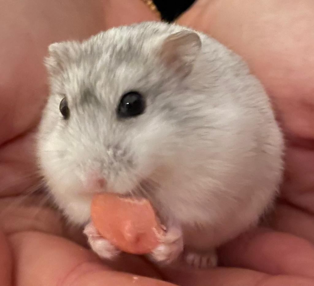 Dwerghamsters, Dieren en Toebehoren, Knaagdieren, Hamster, Maart, Meerdere dieren, Tam