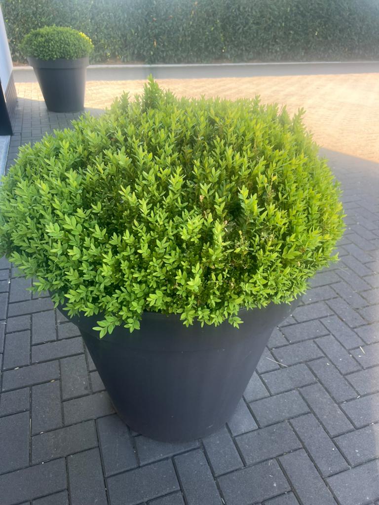 2 grote buxus bollen, Vaste plant, Bloeit niet, Halfschaduw, Ophalen