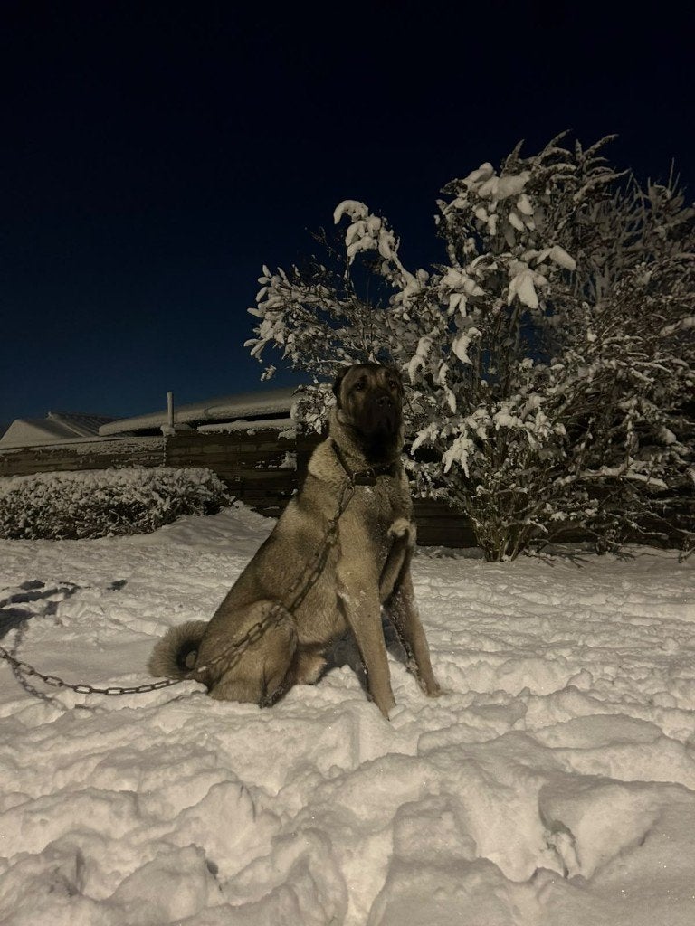 2 jaar oude Kangal. Anatolische herder. 100% origineel, Particulier, Reu, Buitenland, Eén hond