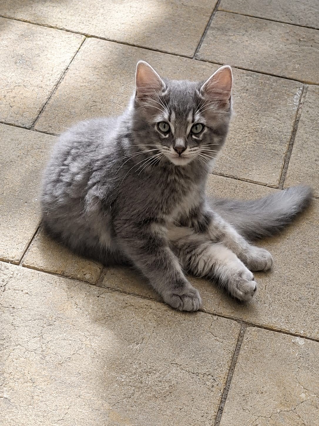 nog 1 Ragdoll mannetje - blue tabby in OPTIE, Kater