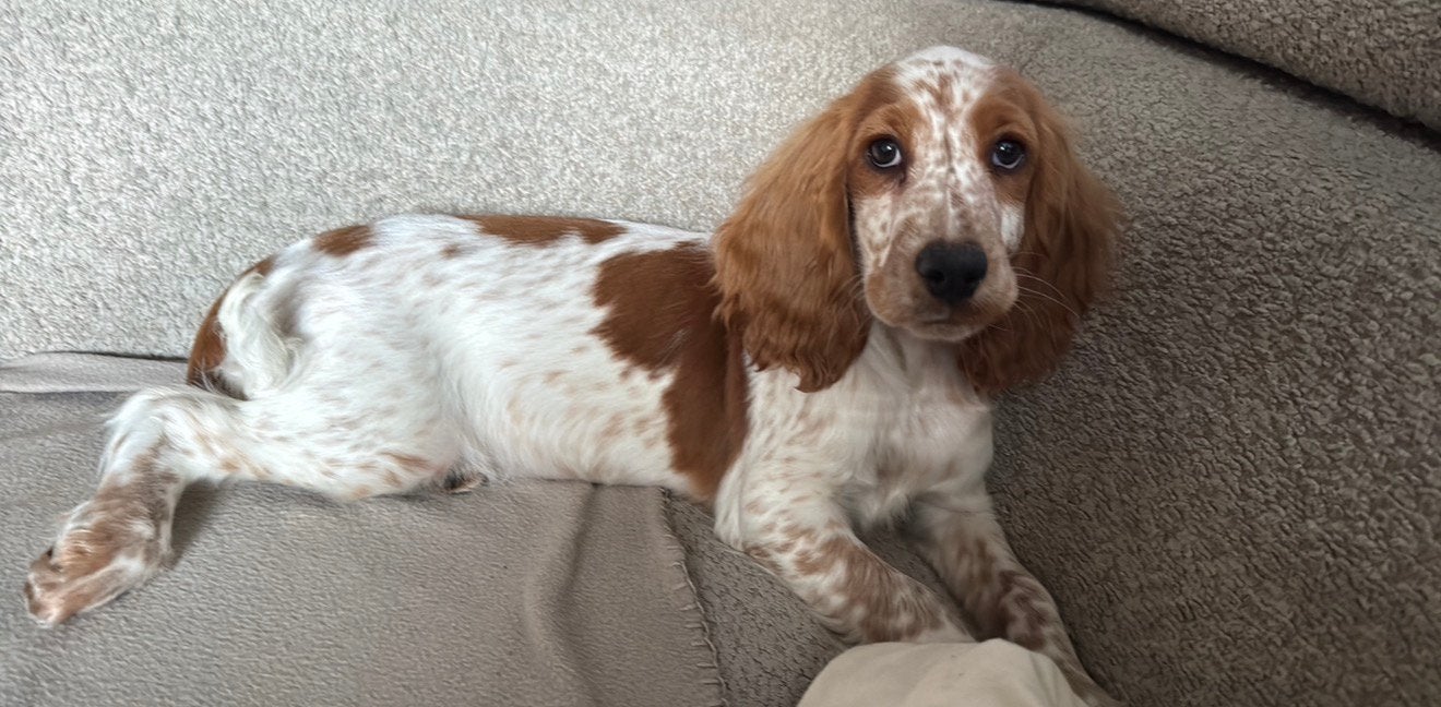 Engelse cocker spaniel teefje, Dieren en Toebehoren, Honden | Retrievers, Spaniëls en Waterhonden, Parvo, 15 weken tot 1 jaar