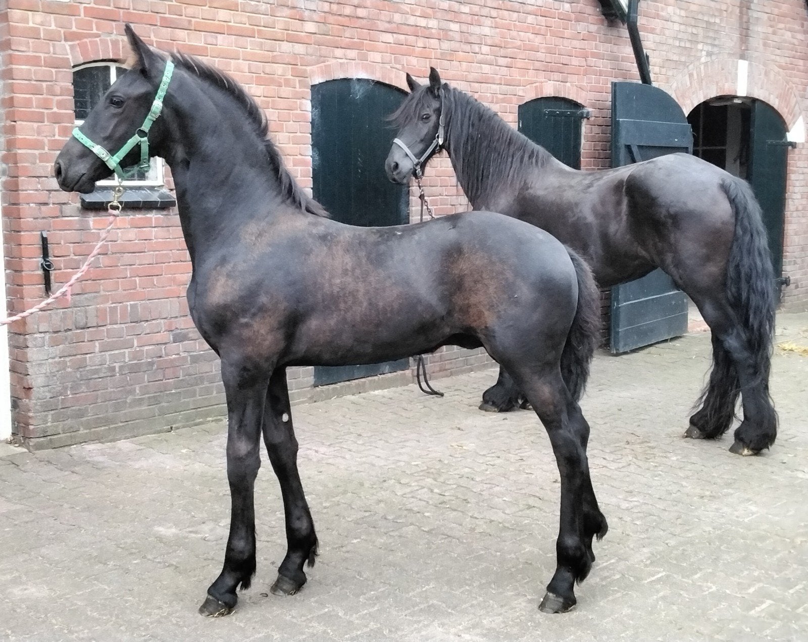 modern fries  hengst veulen, Met stamboom, Dressuurpaard, 0 tot 2 jaar, Hengst