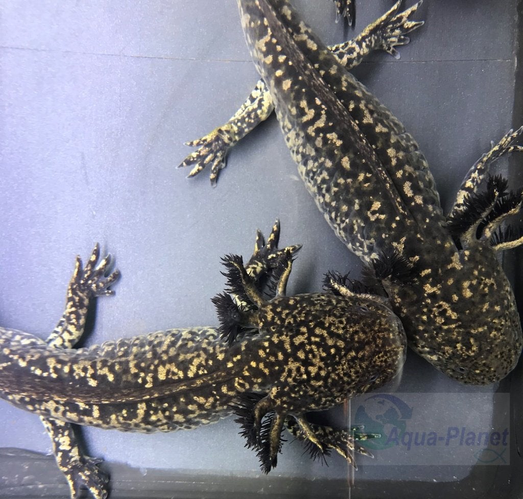 Axolotl - Starburst Grade SS, Dieren en Toebehoren, Overige typen, Zoetwatervis