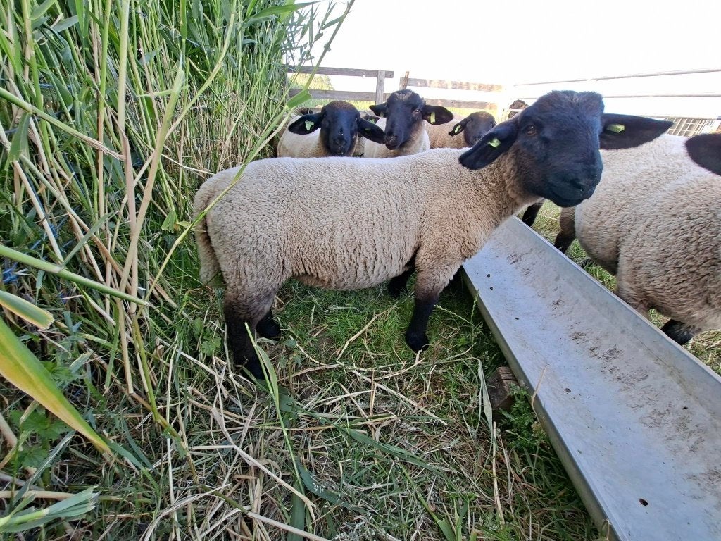 Stamboek Suffolk ramlammeren te koop, Dieren en Toebehoren, Schapen, Geiten en Varkens, Schaap, Mannelijk, 0 tot 2 jaar