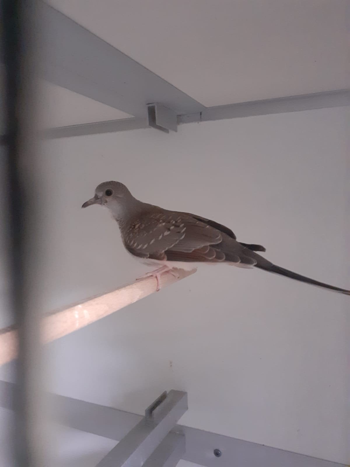 diamantduif, Meerdere dieren