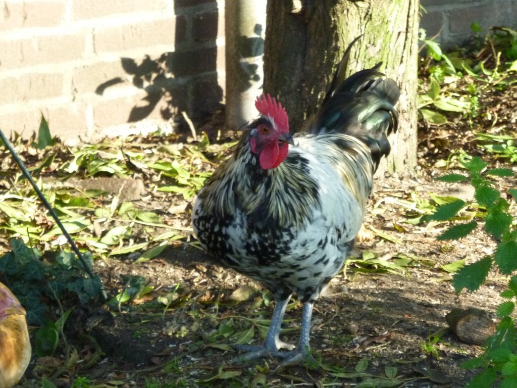 kippen, Vrouwelijk, Kip