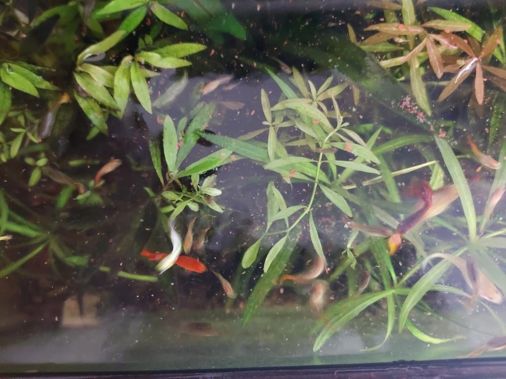 Gratis guppies vissen, Dieren en Toebehoren, Ophalen