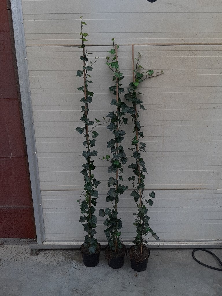 hedera hibernica ( klimop), Ophalen, Vaste plant, Bloeit niet, Halfschaduw
