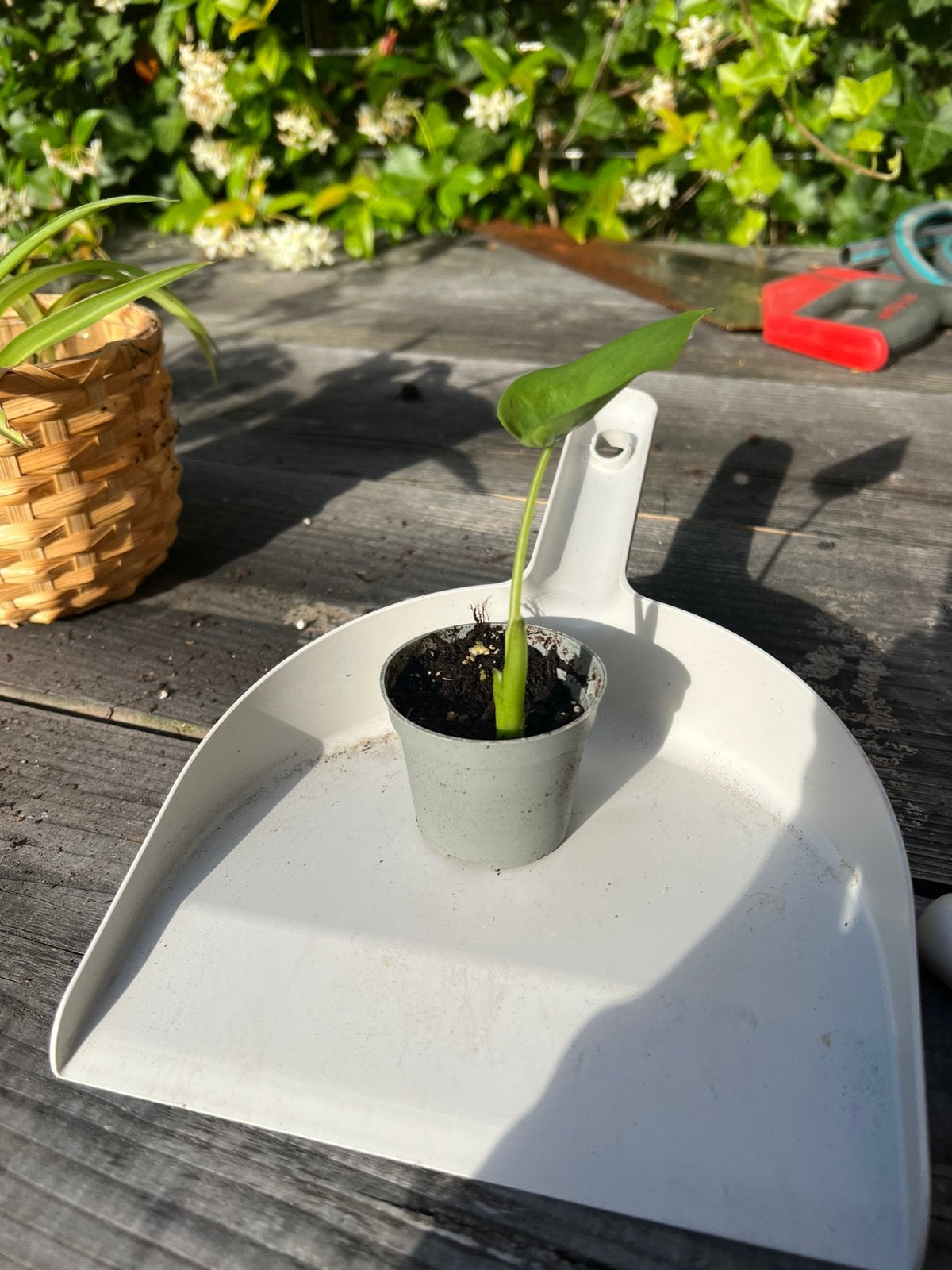 Alocasia stekje, Huis en Inrichting, Kamerplanten, Ophalen, Halfschaduw, Minder dan 100 cm