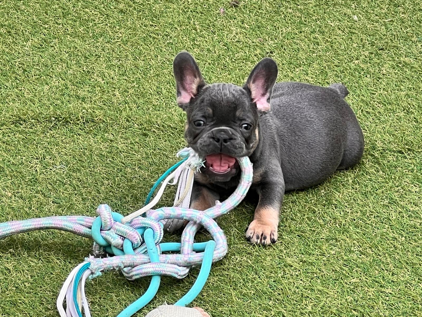 ❤️Super lieve franse bulldog pups met gezond neusje, Dieren en Toebehoren, Honden | Bulldogs, Pinschers en Molossers, 8 tot 15 weken