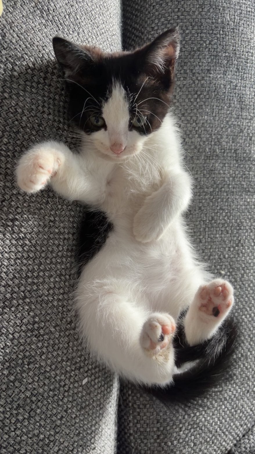 Nog 1 lief poesje , vandaag ophalen 75€, Dieren en Toebehoren, Poes
