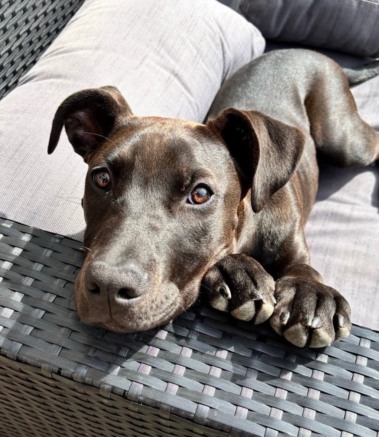 Prachtige Dobermann/XL Bully pup te koop – Luna, 15 weken tot 1 jaar, Teef, Eén hond, Nederland
