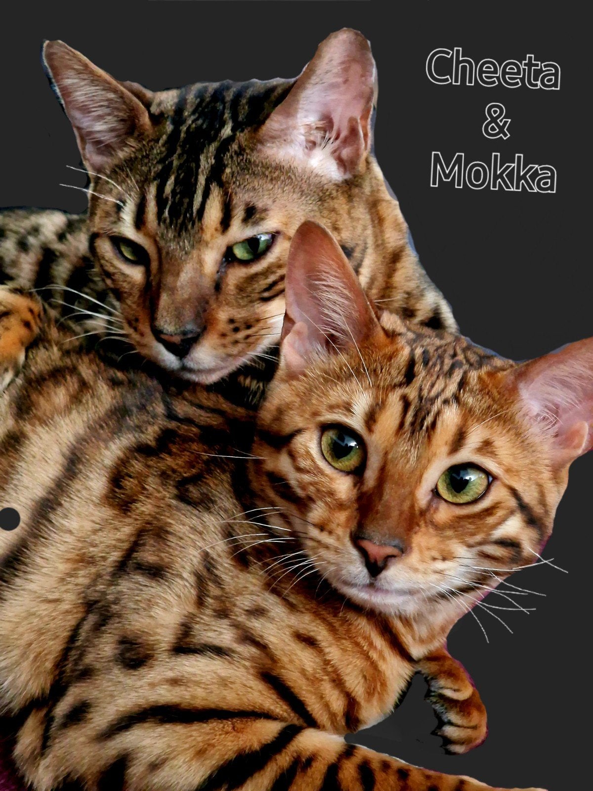 Bengaalse katten te koop, Dieren en Toebehoren, Meerdere dieren, Met stamboom, 3 tot 5 jaar