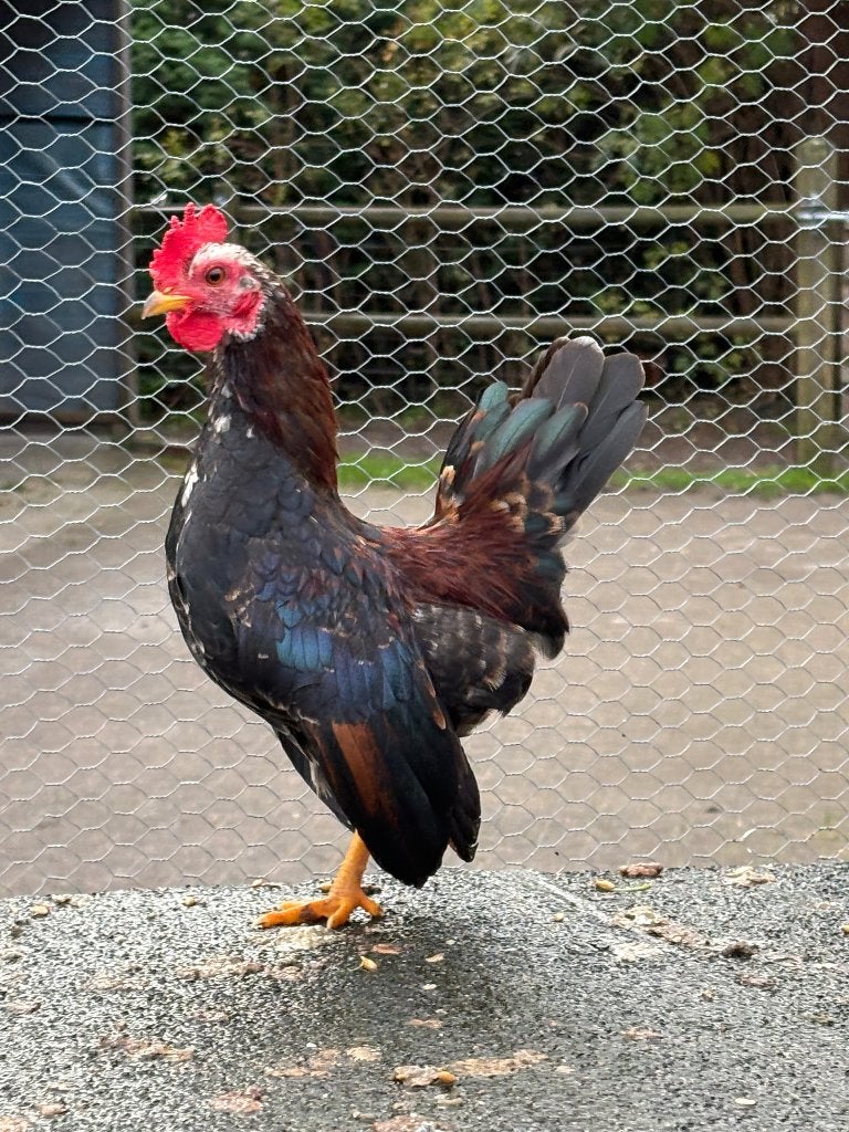 Twee gratis mooie Serama haantjes, Dieren en Toebehoren, Mannelijk, Kip