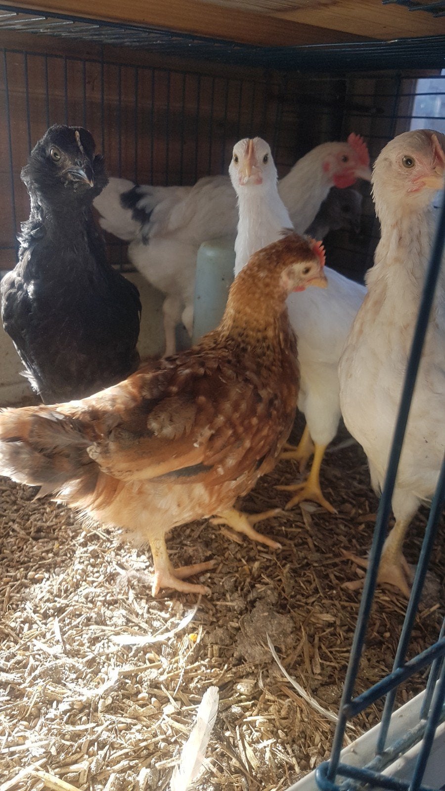 Mooi trio kleurleggers mooi formaat grote krielen, Meerdere dieren, Kip