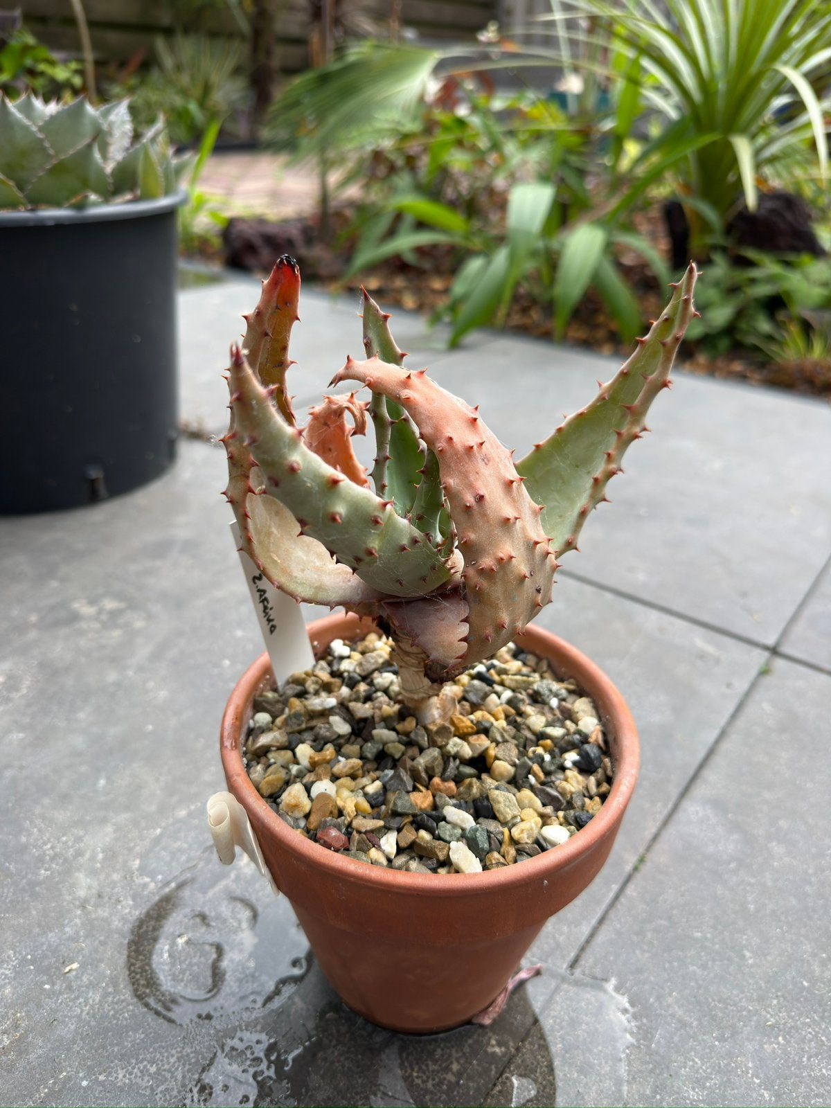 Aloe Ferox, Ophalen of Verzenden, Overige soorten, Volle zon