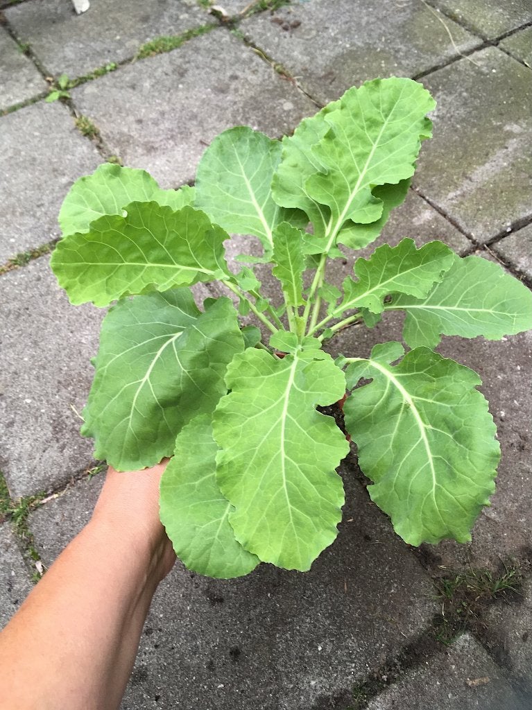 Eeuwig moes, splijtkool, biologisch, Ophalen, Vaste plant, Groenteplanten, Halfschaduw