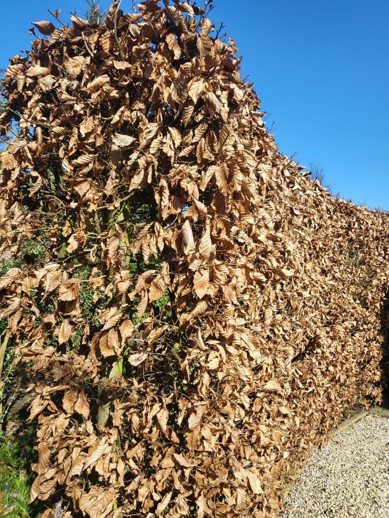Mooie Beukenhaag 30 meter en 3m hoog, Tuin en Terras, Planten | Struiken en Hagen, Ophalen of Verzenden, Beukenhaag, Haag, 100 tot 250 cm