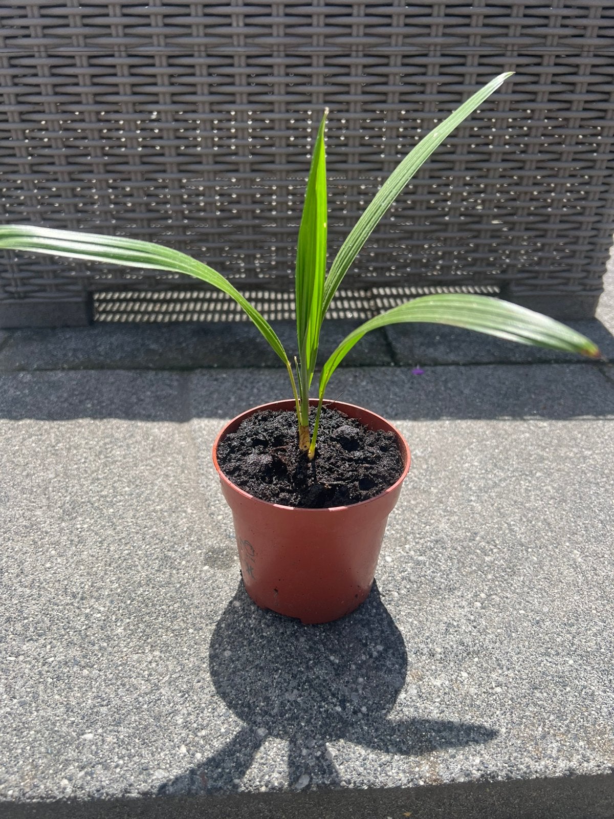 Palmboom Trachycarpus Fortunei, Ophalen of Verzenden, Bloeit niet, Overige soorten, Volle zon