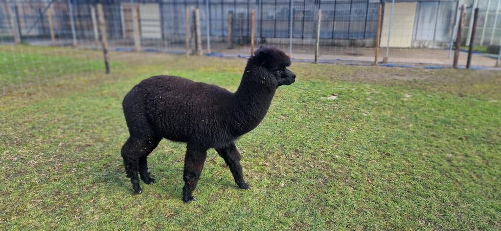 Alpaca's, Augustus, Mannelijk