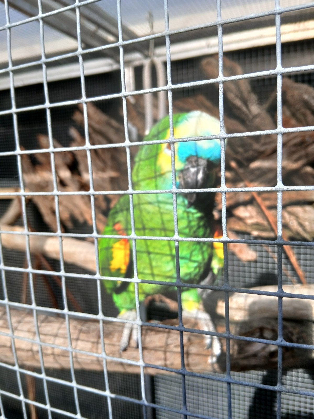 blauwvoorhoofd amazones koppel, Meerdere dieren, Papegaai, Geringd