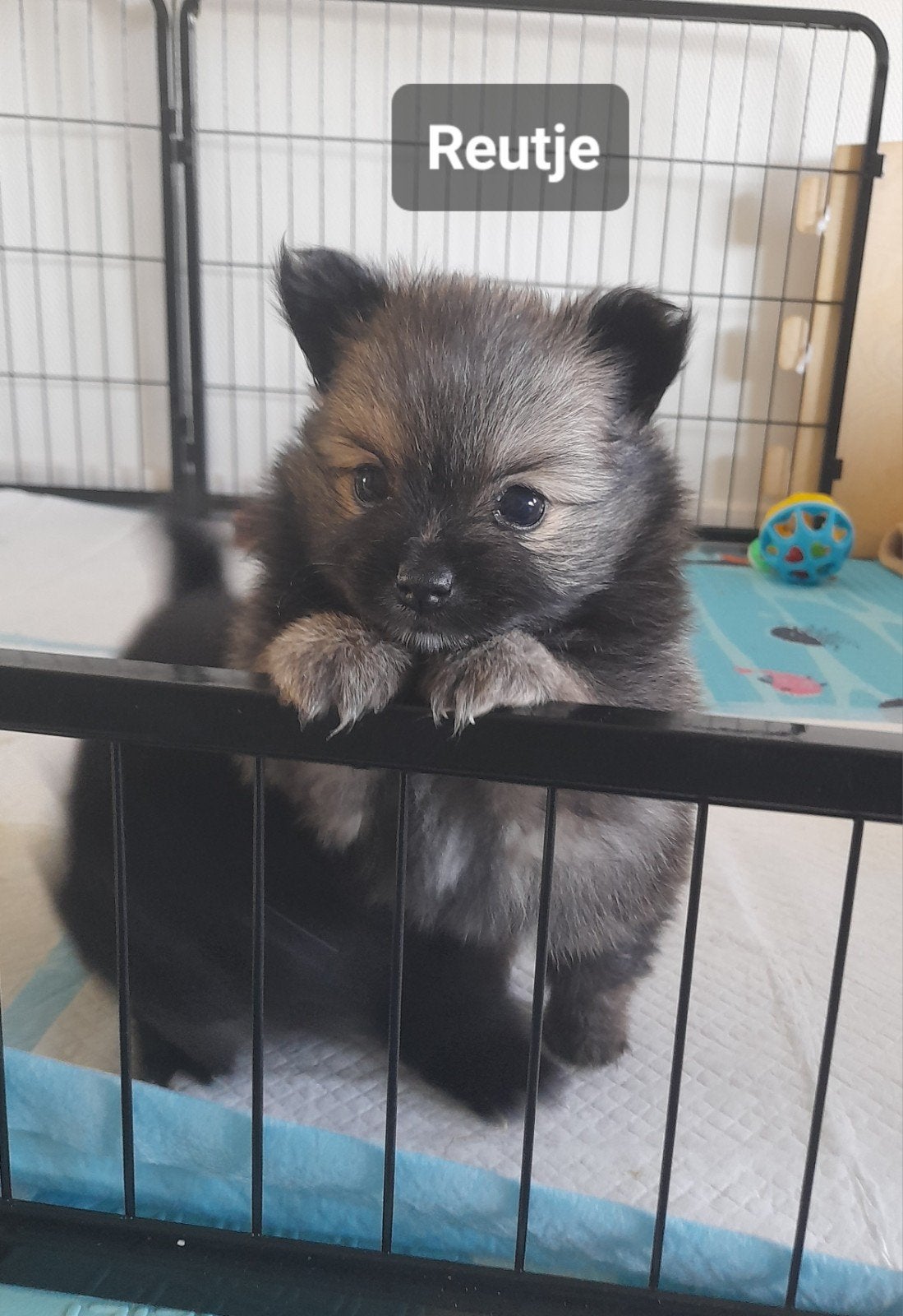 Pomeriaan, Parvo, Keeshond, 8 tot 15 weken, Meerdere