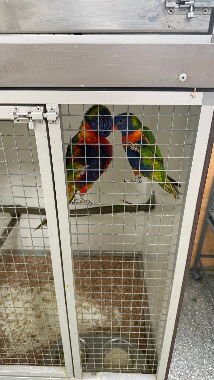 Kweek koppel lori s, Dieren en Toebehoren, Vogels | Parkieten en Papegaaien