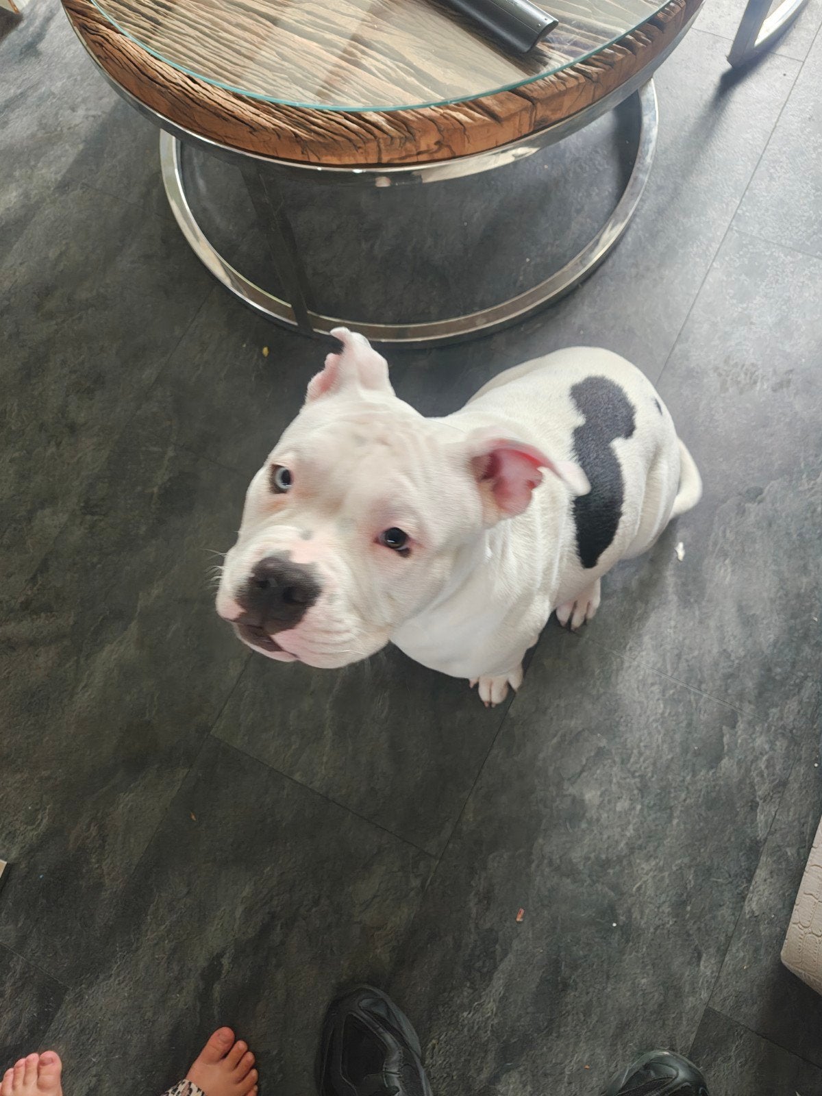 American Bully pocket xl, Dieren en Toebehoren, 15 weken tot 1 jaar, Overige rassen, Teef, Eén hond