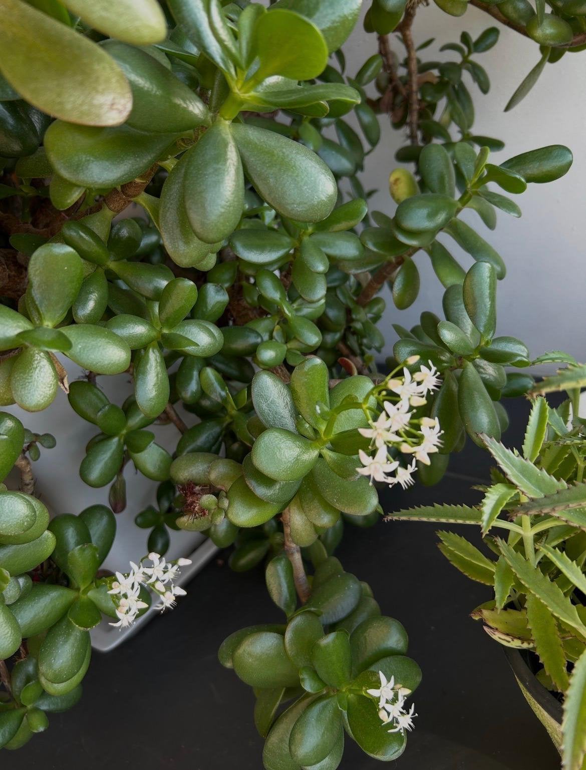 Biologische Crassula Ovata in diverse vintage bloempotten, Ophalen, Vetplant, In pot, Minder dan 100 cm