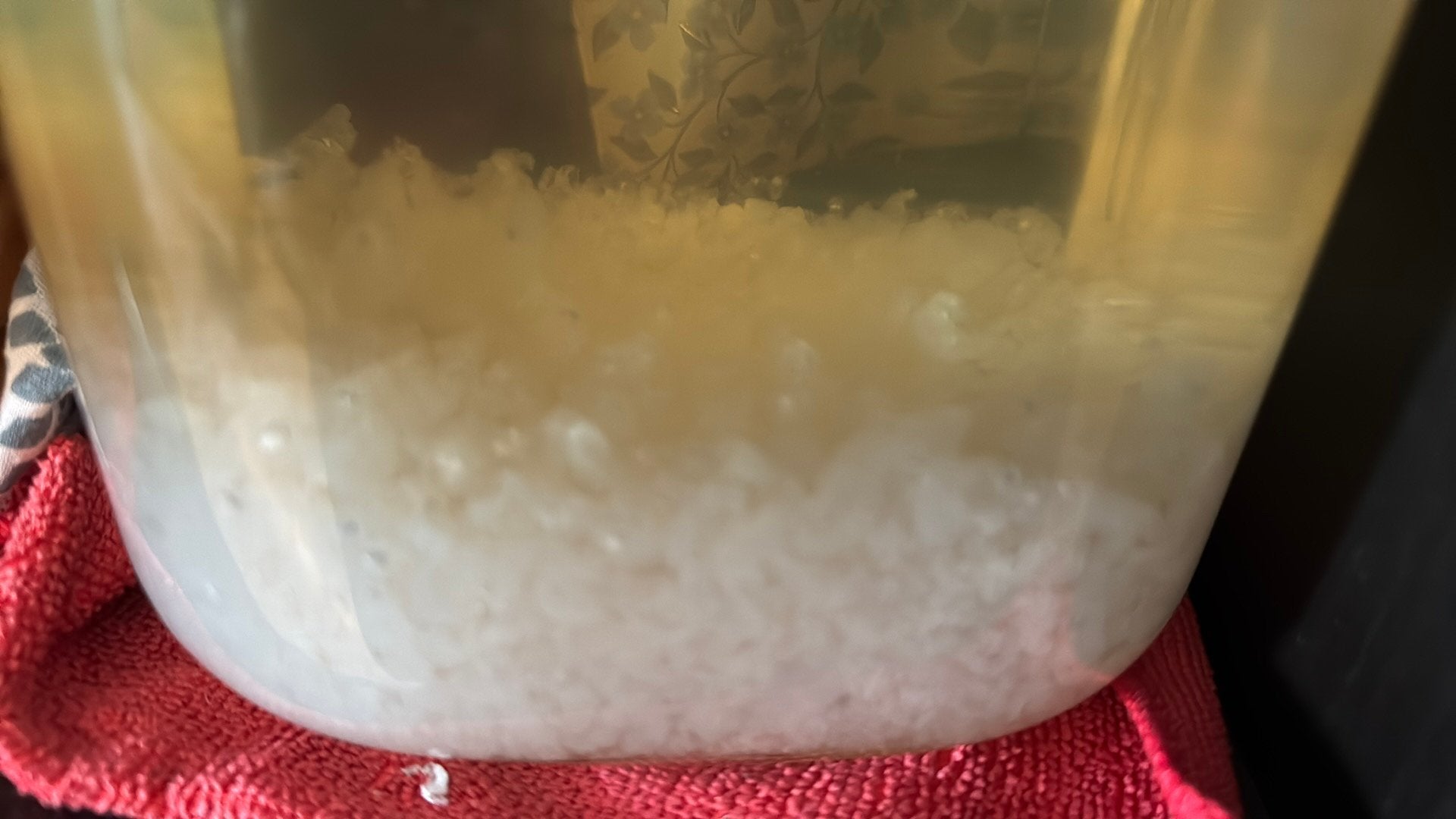 Waterkefir korrels, Diversen, Levensmiddelen, Ophalen