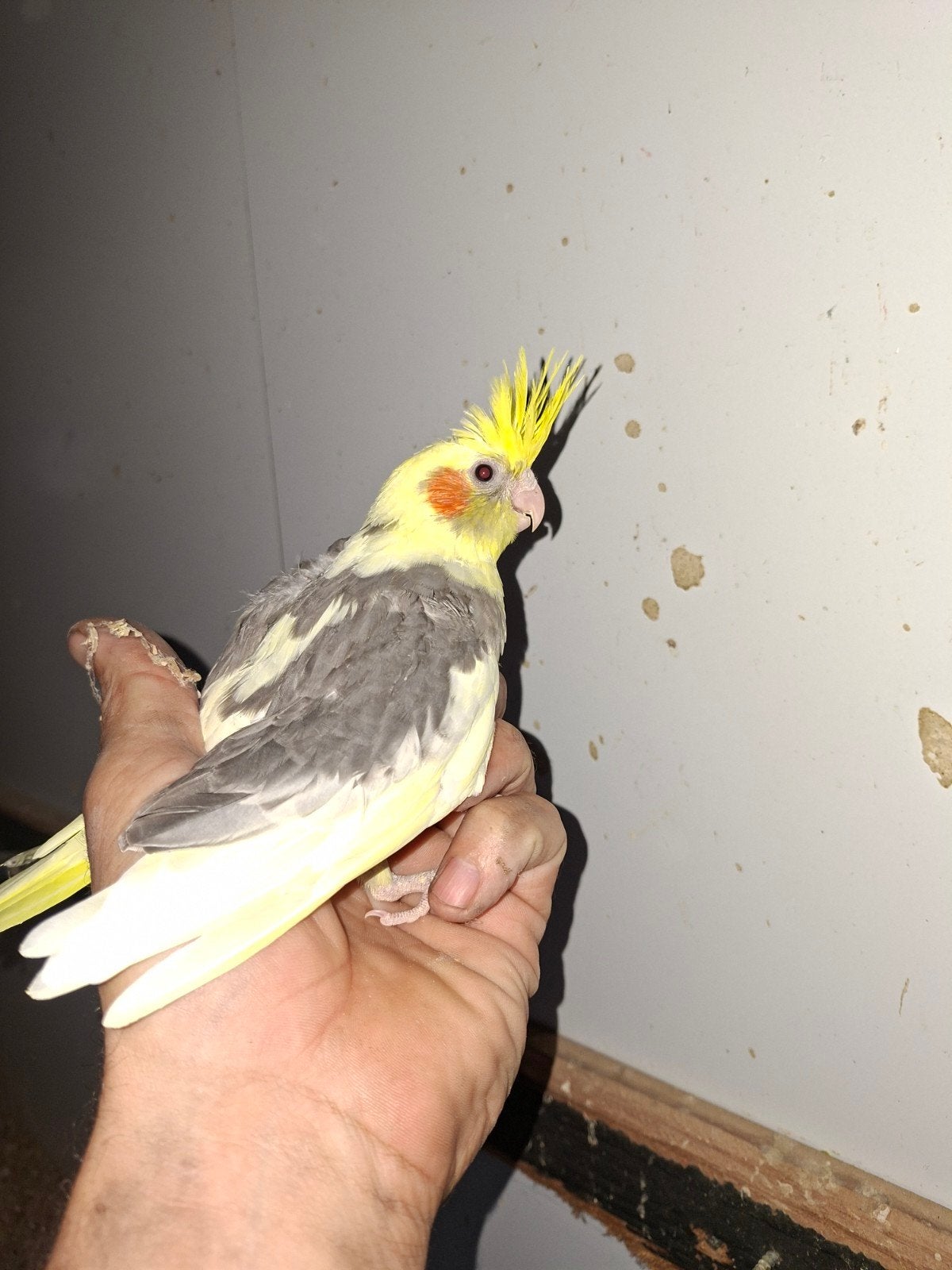 Jonge valkparkieten, Meerdere dieren, Tam