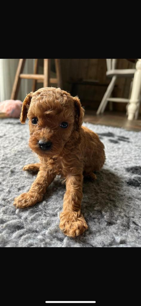 Mini doodle pups 🐶 doodle, poedel, maltipoo, Parvo, Overige rassen, 8 tot 15 weken, Meerdere