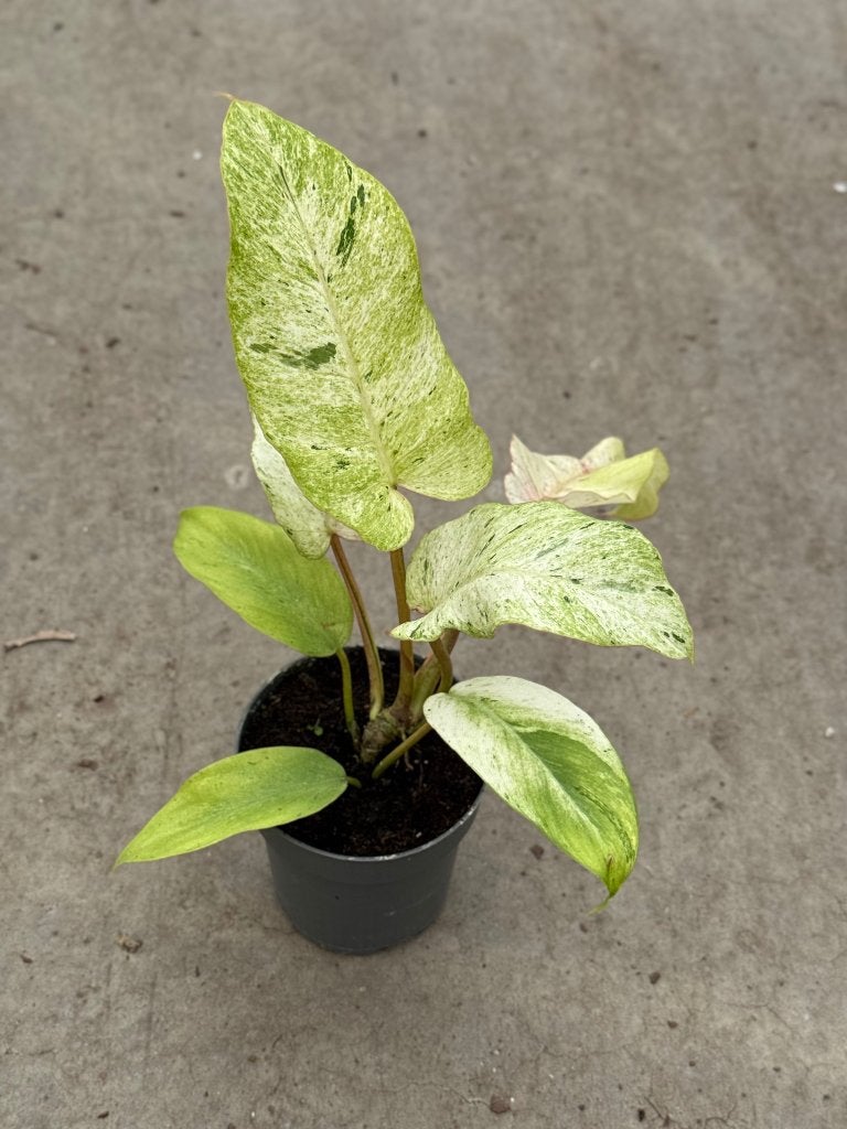 Philodendron Snowdrift, Ophalen of Verzenden, Halfschaduw, Minder dan 100 cm