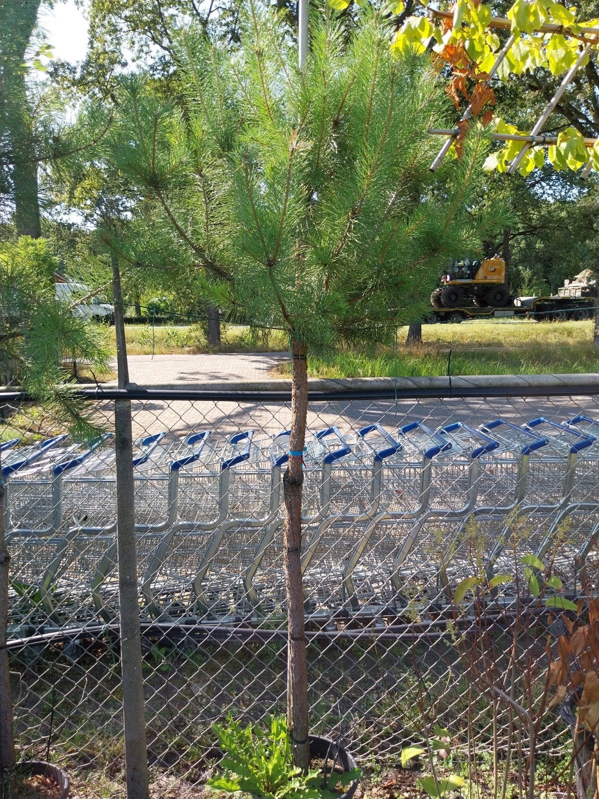 Pinus op stam - Jonge dennenboom voor uw tuin, Ophalen, Overige soorten, Volle zon
