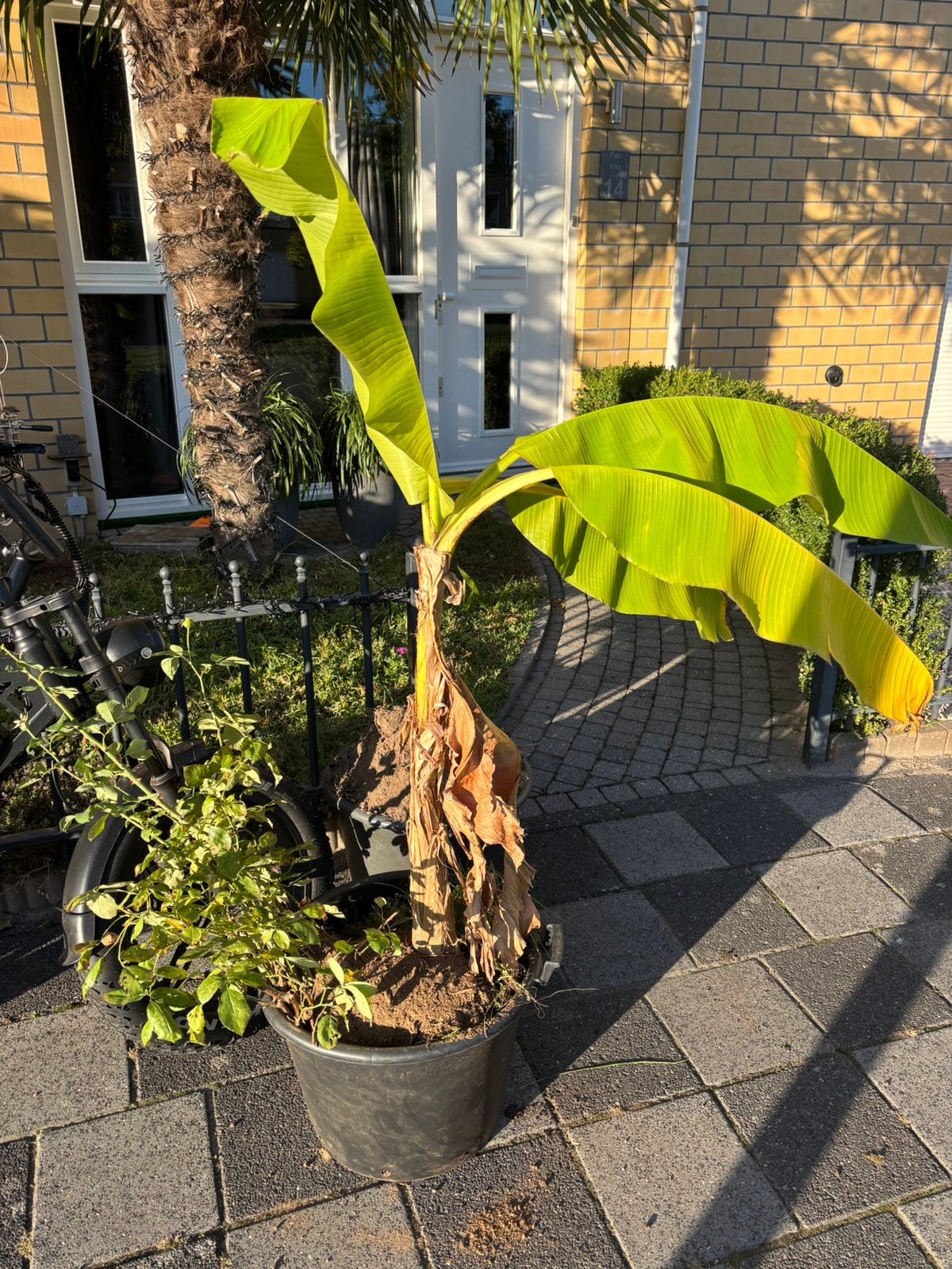 Musa basjoo banaan snel ophalen, Ophalen, Volle zon, Overige soorten