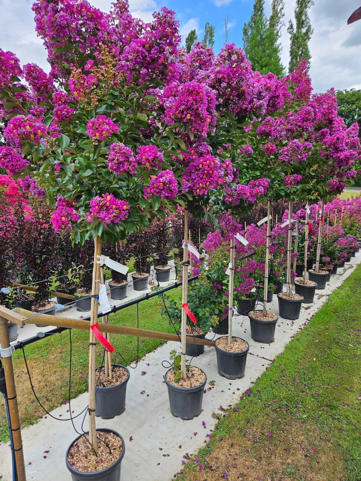 Lagerstroemia indica Purple Star / mooie dikke bomen  ‼️‼️, 250 tot 400 cm, Zomer, Ophalen, Volle zon