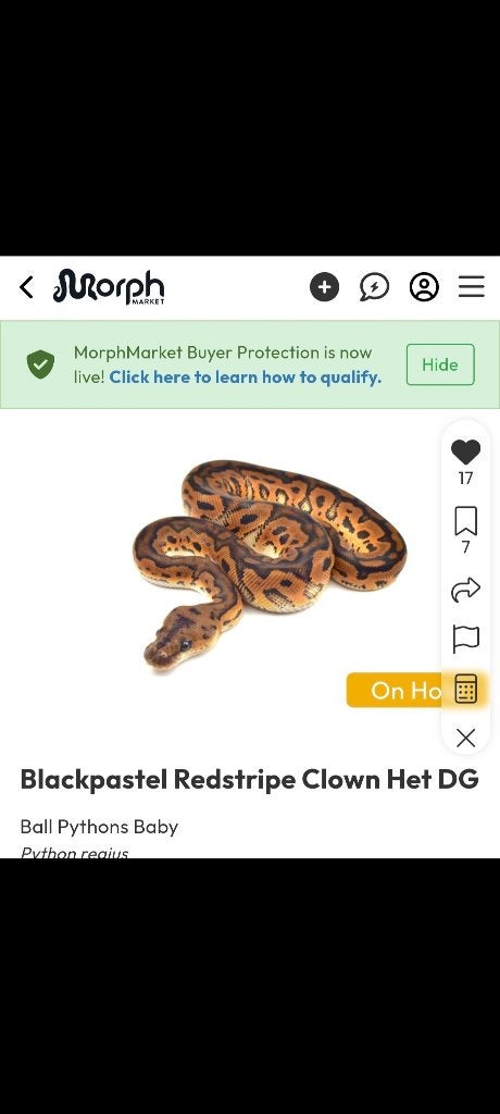 Koningspython. Black pastel redstripe clown het DG, Slang, 0 tot 2 jaar