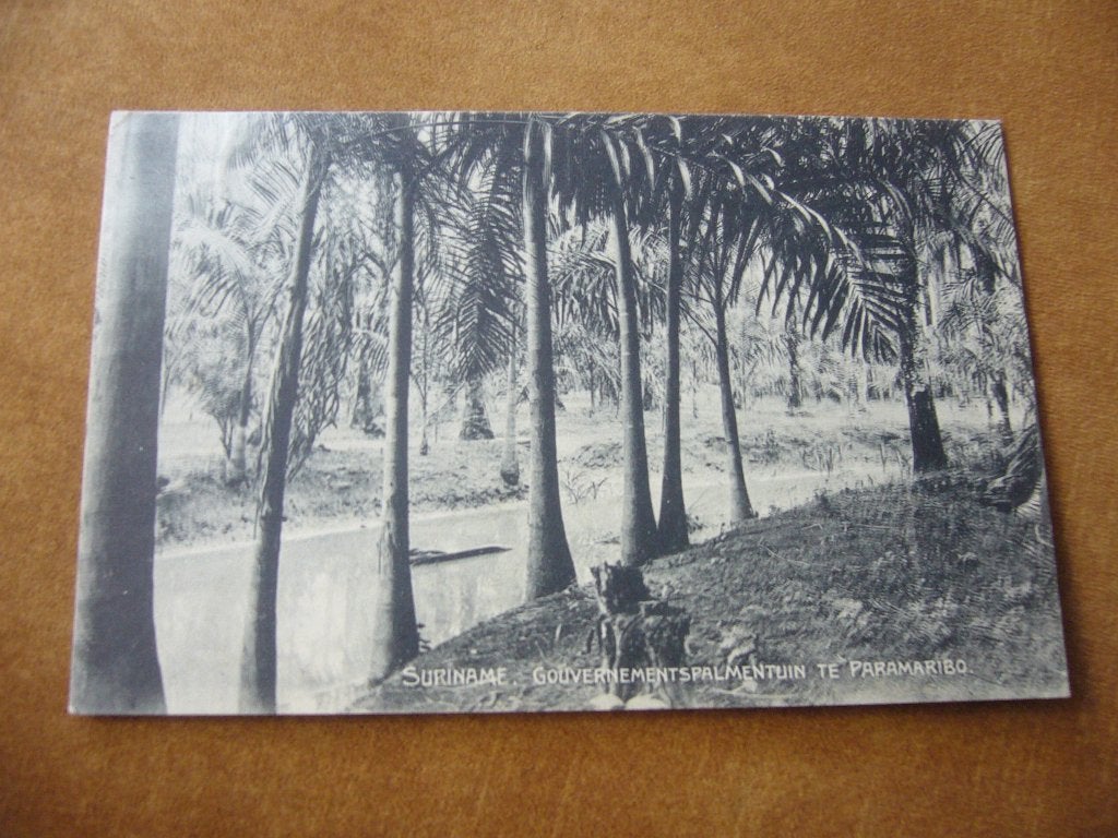 SURINAME  =  GOUVERNEMENTS PALMENTUIN TE PARAMARIBO, Ophalen of Verzenden, Voor 1920, Gelopen, Buiten Europa