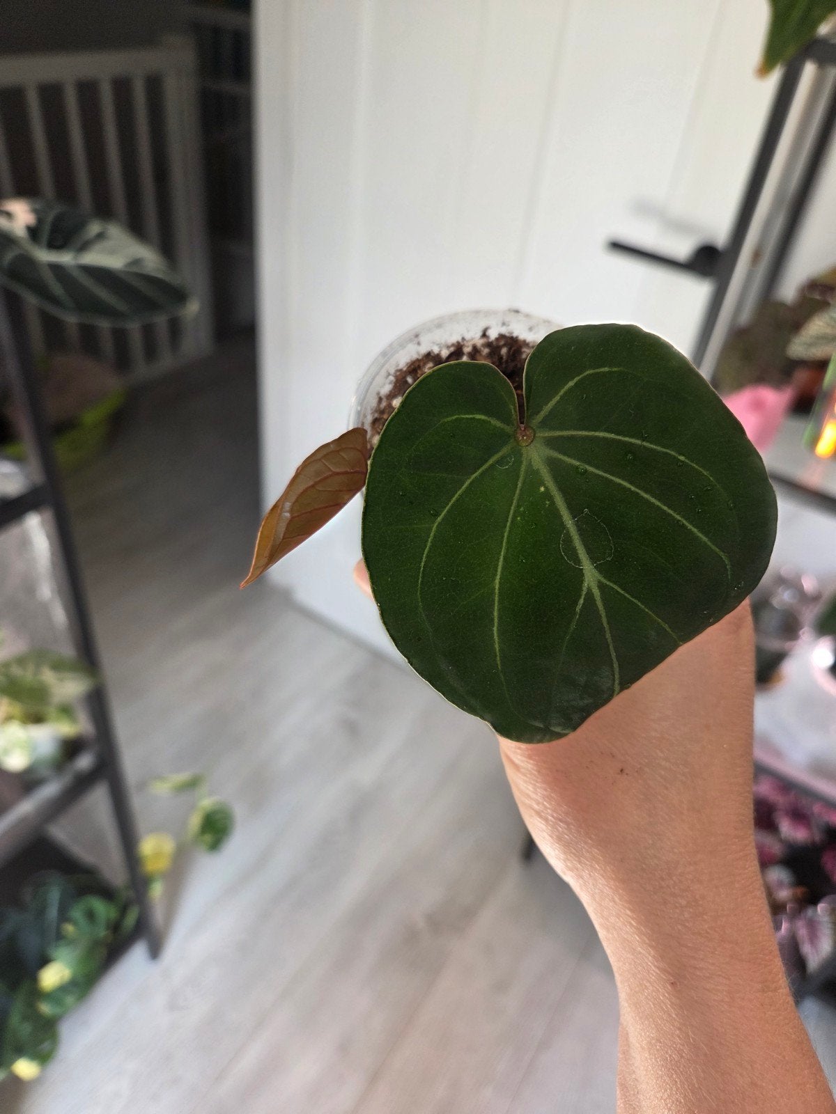 Anthurium hofmanii red sinus, Ophalen of Verzenden, Halfschaduw, Minder dan 100 cm