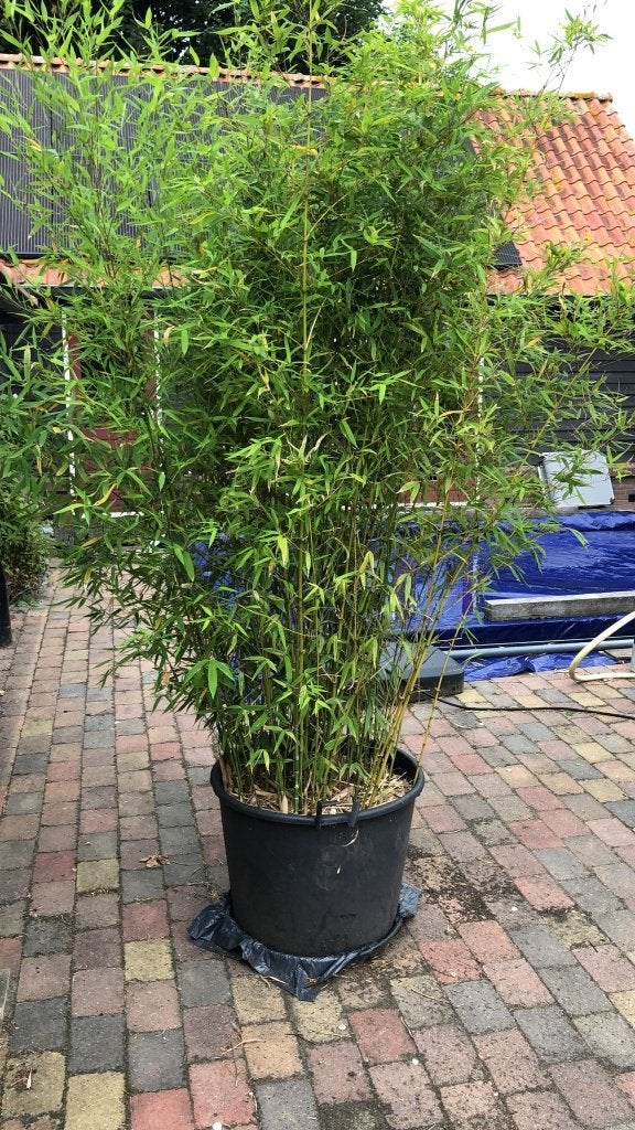 reclame bamboe planten tuin- haag-bos-balkon -vogel volière, Ophalen, Bamboe, 100 tot 250 cm
