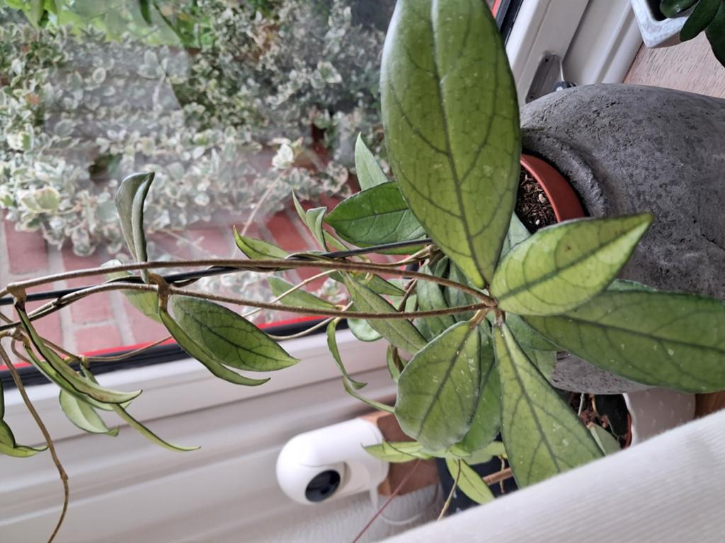 Mooie hoya plant met veel uitlopers, Huis en Inrichting, Kamerplanten, Ophalen, Halfschaduw, Minder dan 100 cm