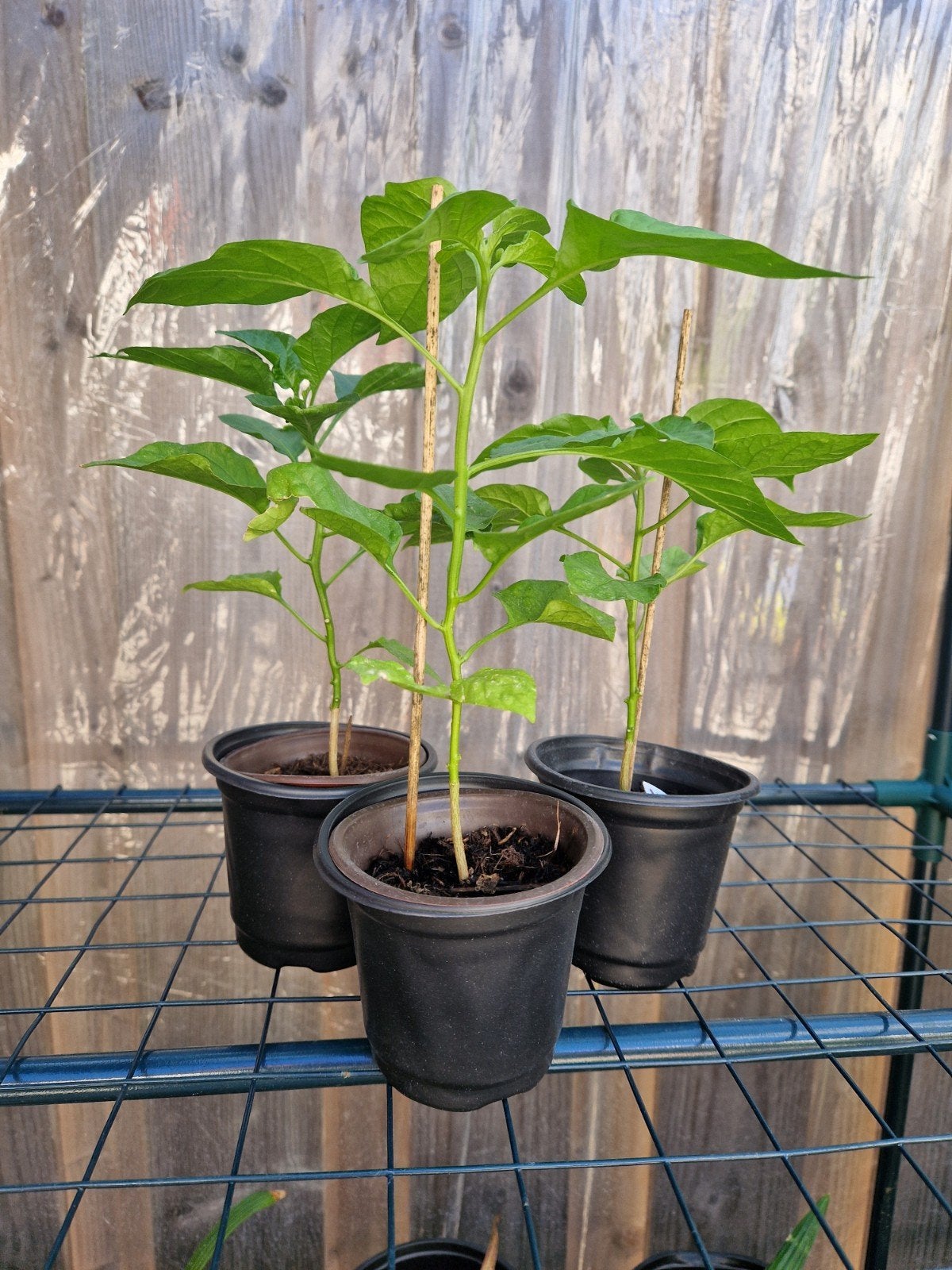 3x Adjuma peper plant €9,- (verzenden mogelijk), Tuin en Terras, Ophalen of Verzenden, Eenjarig, Groenteplanten, Volle zon