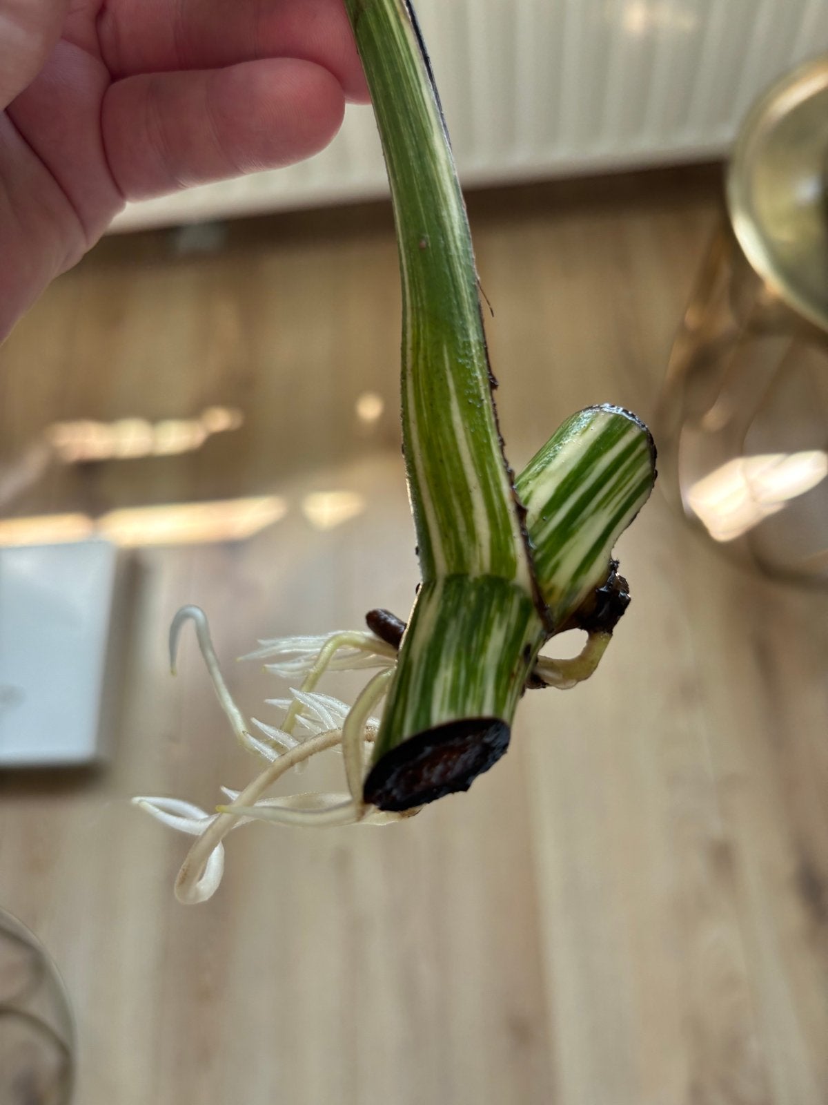 Prachtige gewortelde monstera variegata albo stek, Huis en Inrichting, Kamerplanten, Ophalen of Verzenden