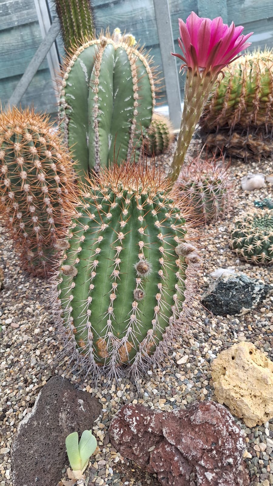 Echinopsis (millarensis), cactus, 22 cm hoog, Ophalen, Cactus, Halfschaduw, Minder dan 100 cm