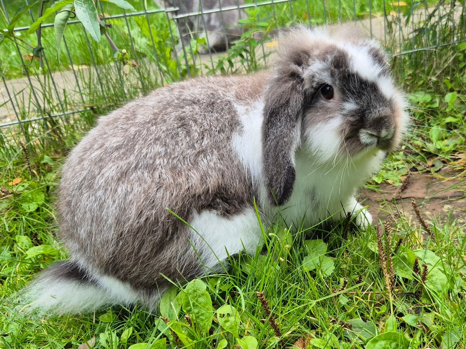 Leuke gecastreerde hangor ram, Dieren en Toebehoren, Mannelijk, Hangoor, 0 tot 2 jaar