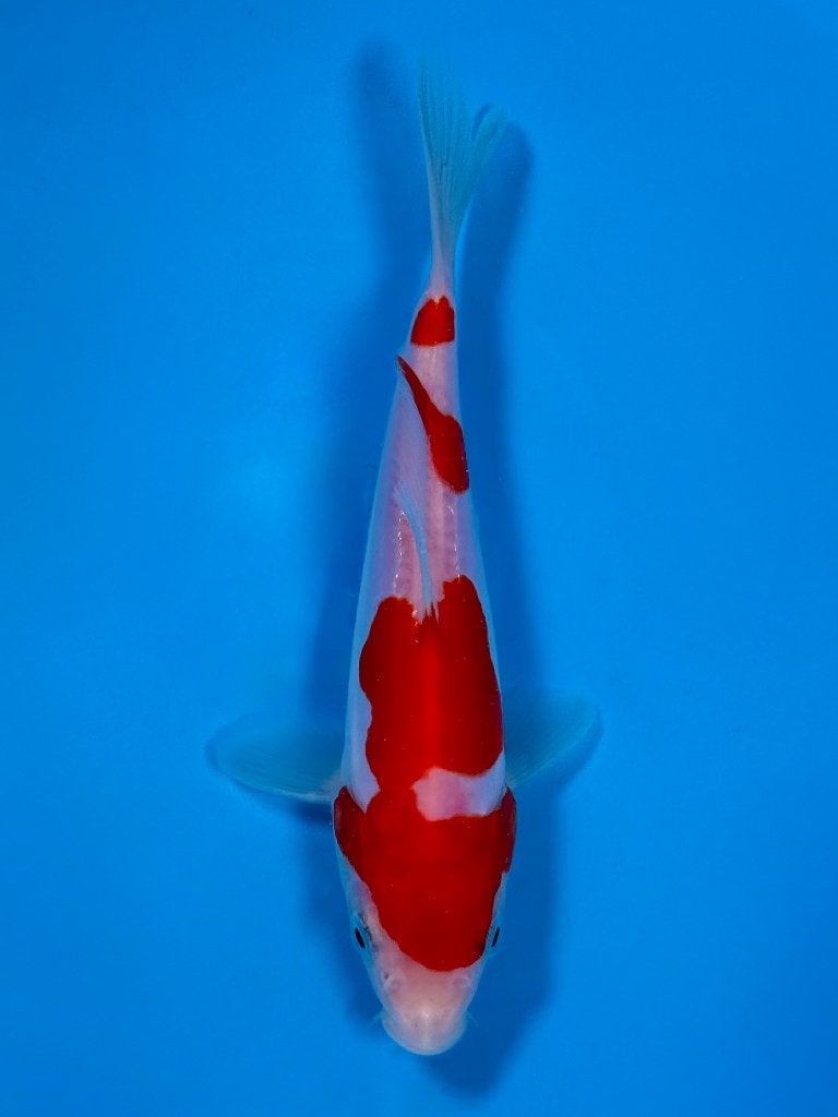 Kase VHQ Tateshita Mix | 15–18 cm | Doitsu Kohaku, Dieren en Toebehoren, Karper of Koi