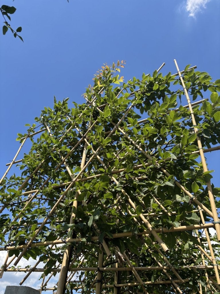 lei Carpinus betulus | Lei haagbeuk – 180/200 cm, Tuin en Terras, Planten | Bomen, In pot, Bloeit niet, Leiboom, Halfschaduw